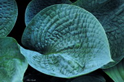 Hosta 'Rock and Roll'